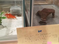 最近、家族が増えてます…→音喜多きのこ（亀）、紅・白（金魚）【ステップファミリー奮闘記】