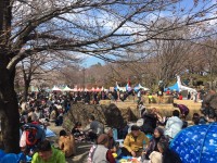 花見シーズン到来。「桜」と「政治」の意外な関係とは？