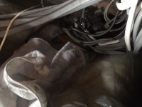 親猫が迎えに来て、一件落着。子猫に遭遇した場合の正しい対処法とは？