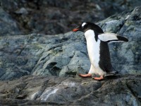 「ファーストペンギン」って何？最初に飛び込むものたちが、道を切り拓き時代を創る